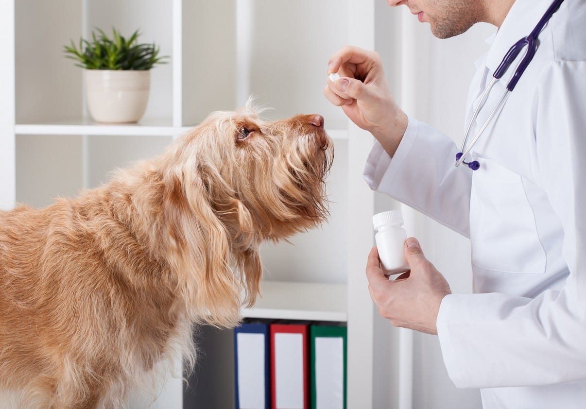 Parasite Prevention | Mill Creek Veterinary Hospital