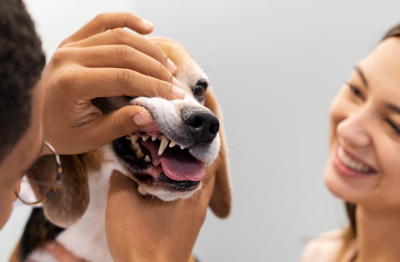 Dental Care | Mill Creek Veterinary Hospital