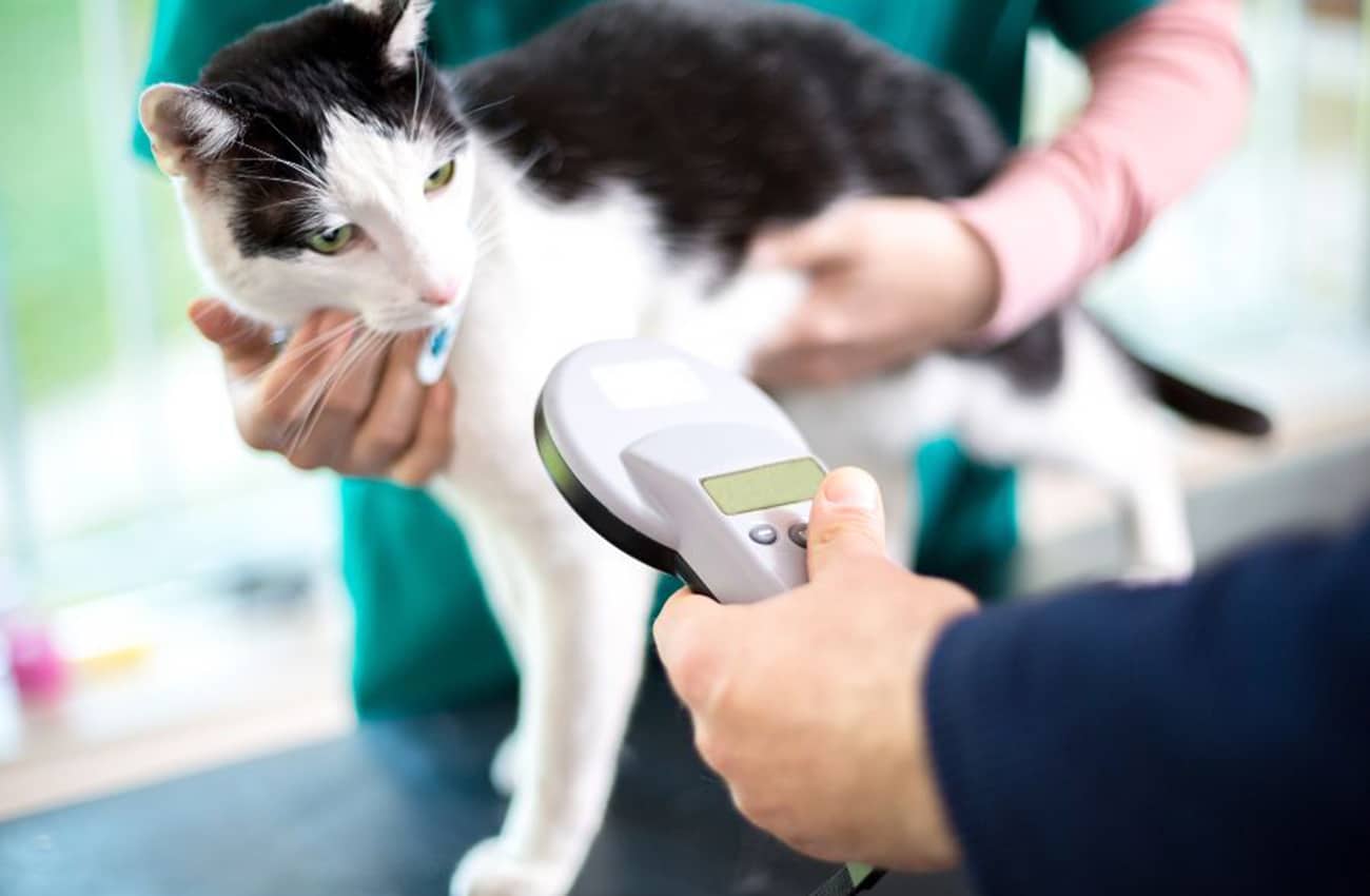  Microchipping | Mill Creek Veterinary Hospital