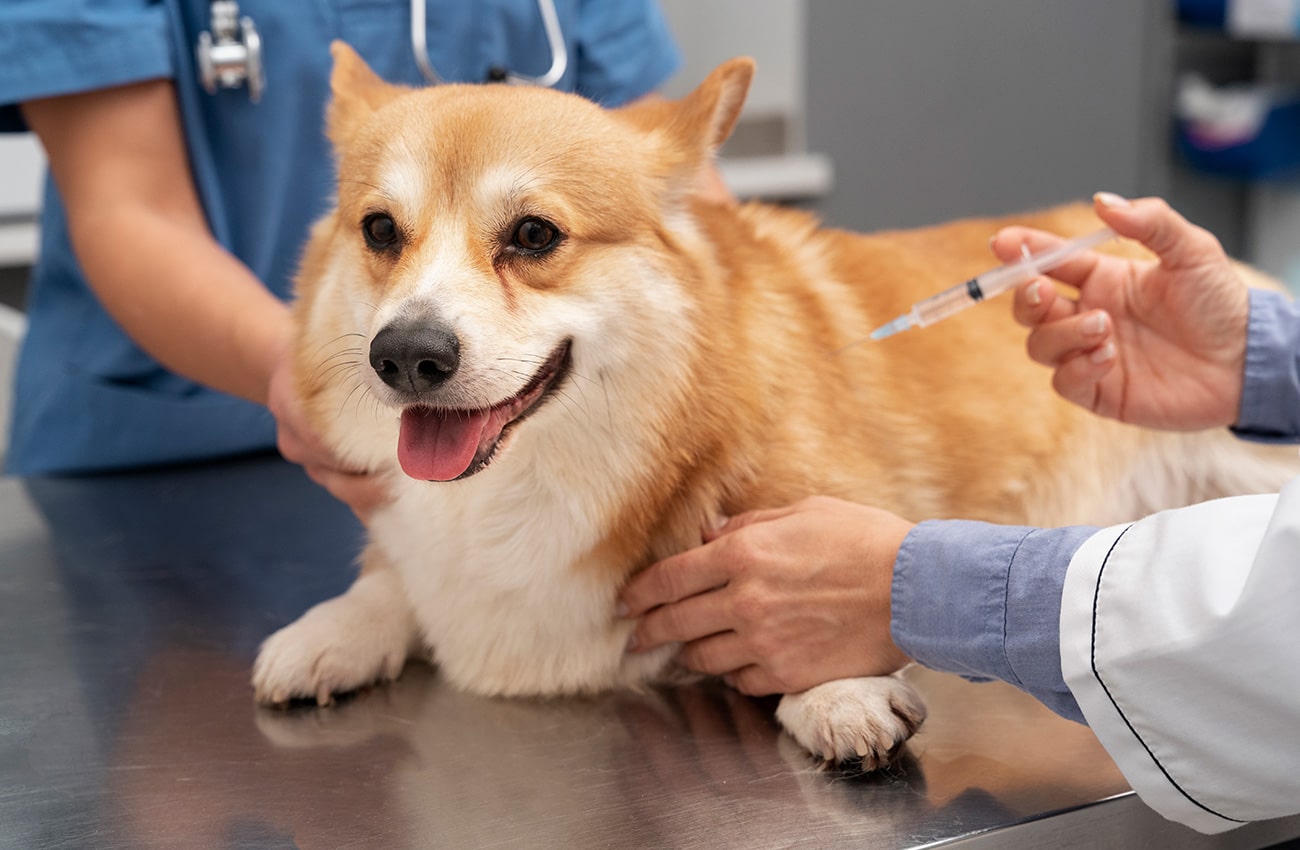 Vaccinations | Mill Creek Veterinary Hospital