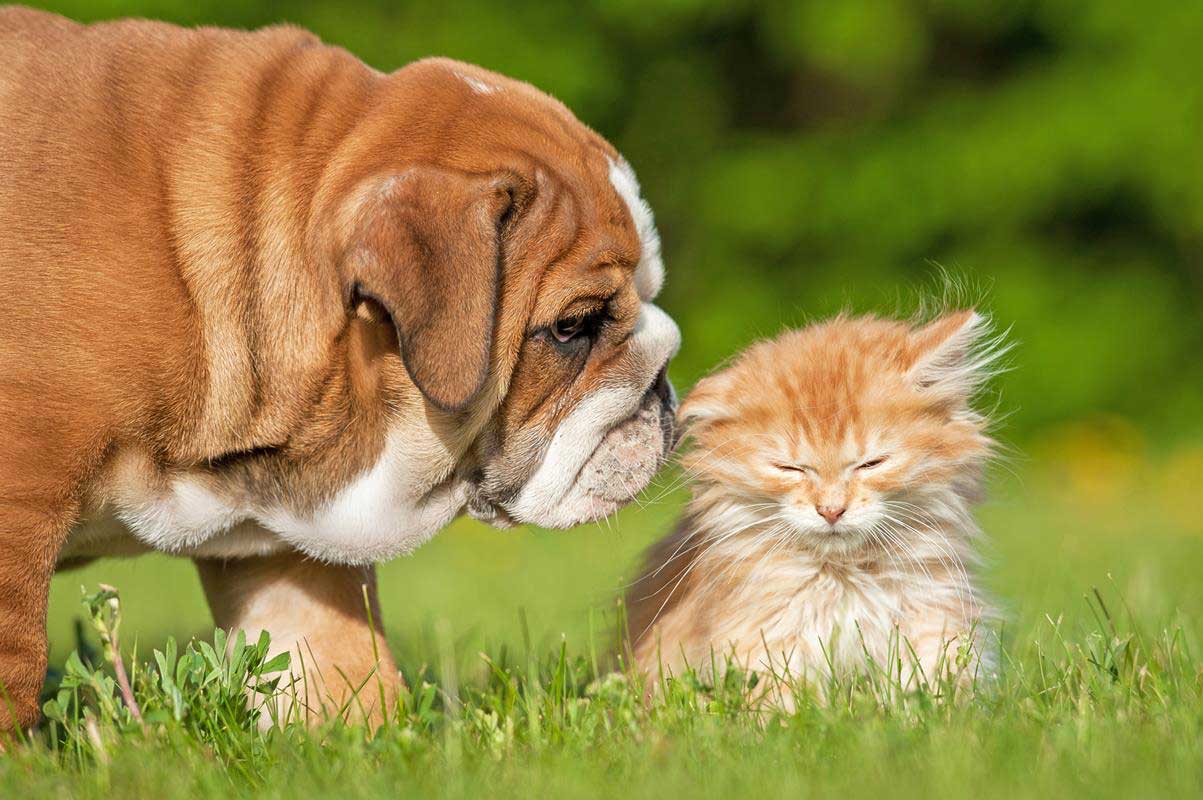 Puppy and Kitten Care | Mill Creek Veterinary Hospital