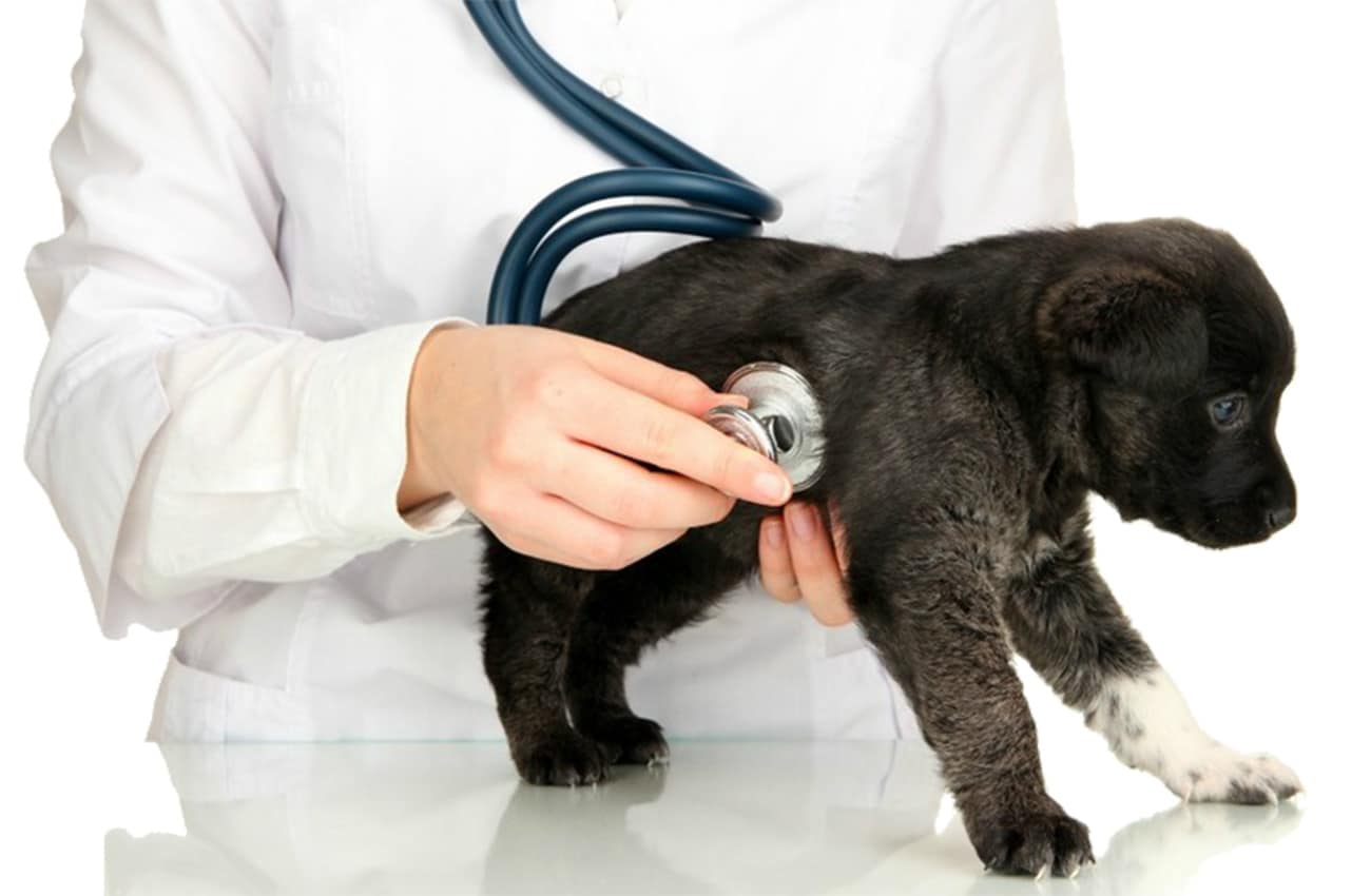 Emergency and Urgent Care | Mill Creek Veterinary Hospital